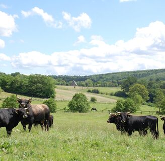 Heckrinder vor dem Mittelalterhaus bei Nienover