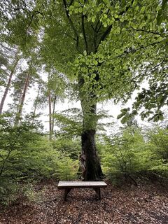 Foto von Gabor Nemeth 75 entlang der Tour