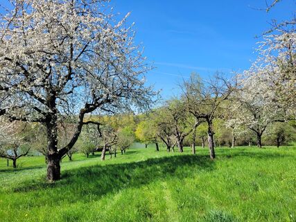 Eberstadt_Streuobstwiesen (2)_web