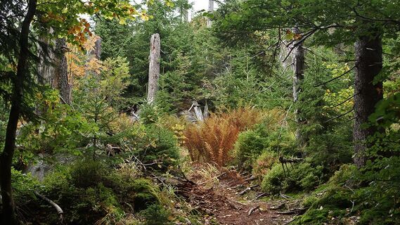 Wilder Wald