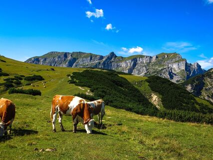 Zireiner See Wanderung Kühe vor dem Rofangebirge