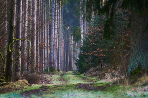 Naturnaher Wanderweg