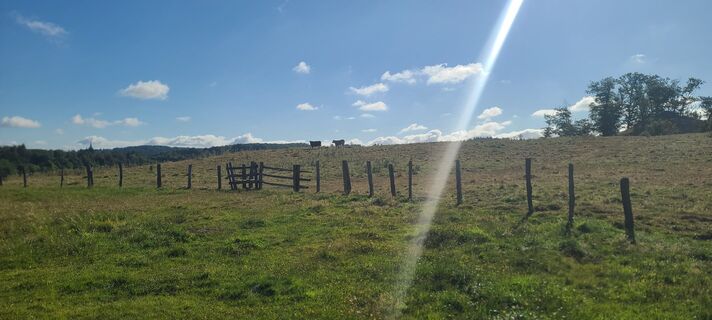 Photo de Wolf le long du parcours
