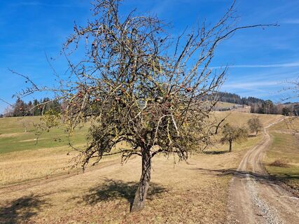 Zdjęcie z Bellou wzdłuż trasy