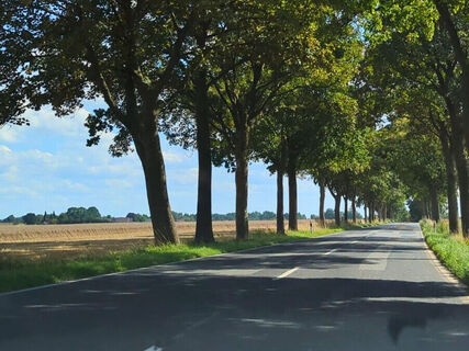 Allee zwischen Wriedel und Holthusen I
