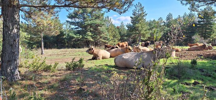 georando sorbs 14 -@ Sylvie Villedieu - CD34