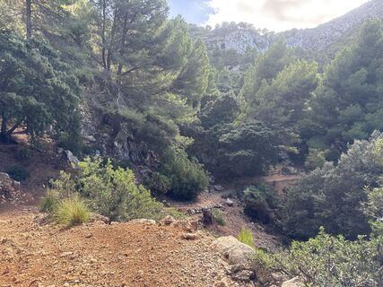 Foto von Grizzli entlang der Tour