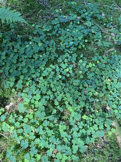 Gemarkungswanderung entlang der Gemarkung Mutlangen