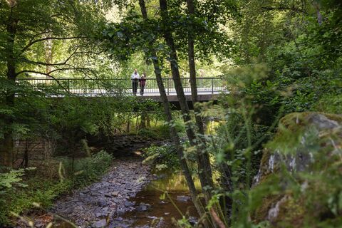 Brücke im Wald