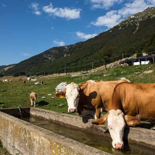 Kühe auf der Weide in Piancavallo