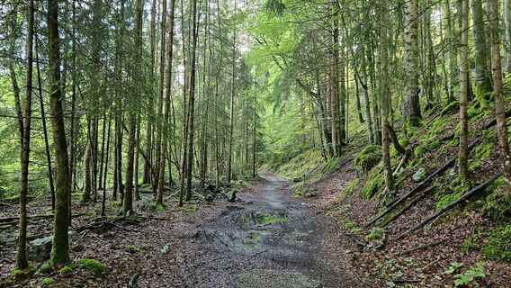 Waldweg an der Bregenzer Ach
