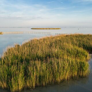 Schilf Neusiedler See
