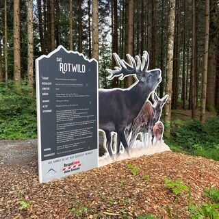 Rotwild