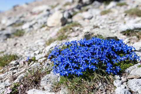 Piz Lischana: S-charl - Scuol