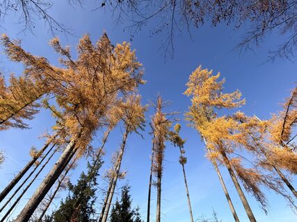 Fotografia z TallWanderBilly na trase