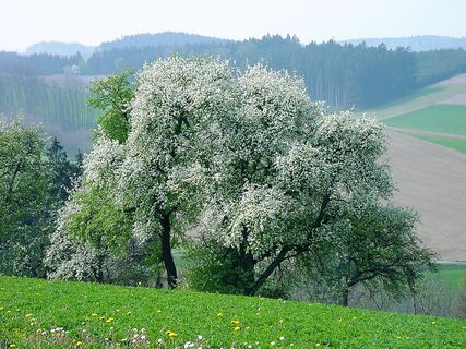 Besonders eindrucksvoll ist die Wanderung zur Zeit der Baumblüte