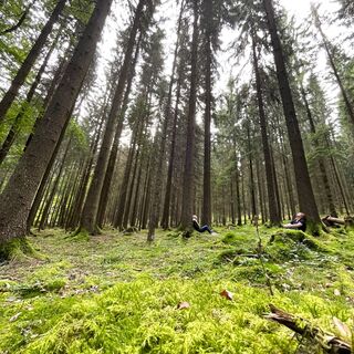 Achtsamkeitspfad Bad Elster - Waldbaden