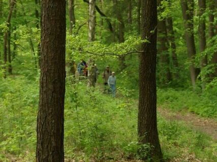 Wingst Wandergruppe Sommer im Wald