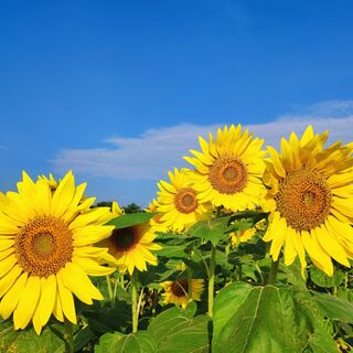 Sonnenblumen