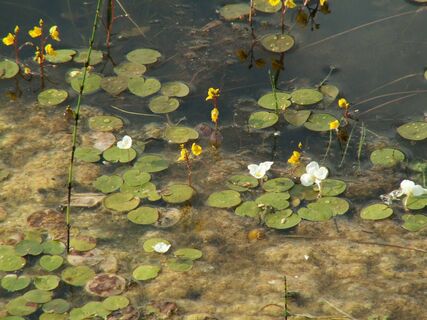 Sielmann-Weiher mit Seerosen