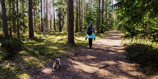 Bad Driburg_Wandern_pexels-pille-kirsi.jpg
