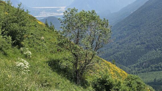 Photo de euterpe42 le long du parcours