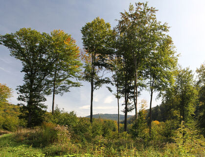 Unterwegs im Waldprechtstal