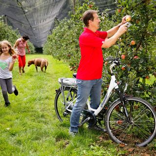 Radfahren entlang der Apfelgärten in der Oststeiermark