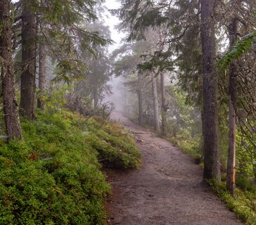 Kolinpfad auf Ukko-Koli