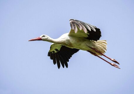 Storch
