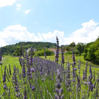 Lavendelfeld in Kitzeck