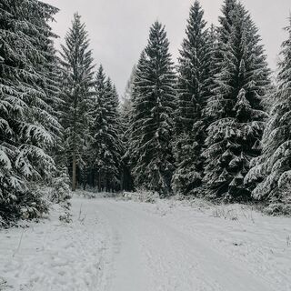 Winterwandern in Grünheide nahe Vogtlandsee