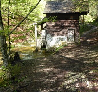 Der Wanderweg im Wald
