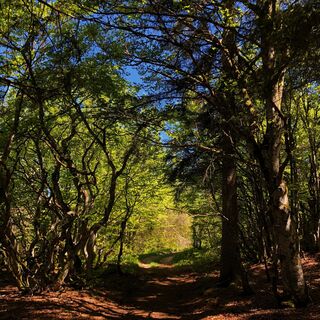 Wälder des Plateaus von Retord