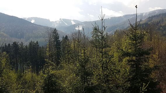 Blick Richtung Windpark Plattenberg