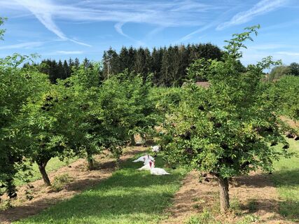 Pfullendorf Großstadelhofen Hof Heinzler