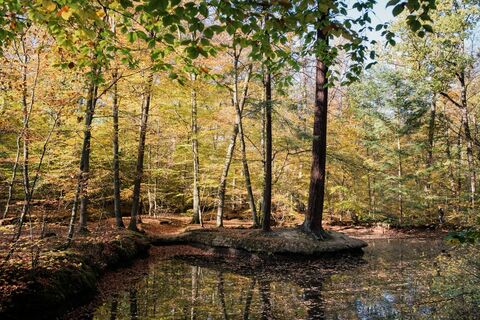 Rheinbacher Wald