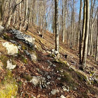 Steinköpfl-Trail - Molln