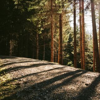 Waldweg