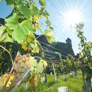 Wein Burg Landskron