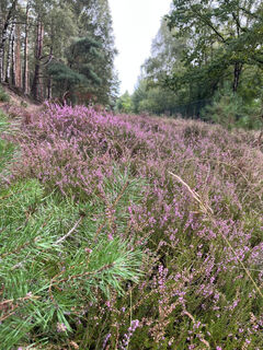 Heide im Brachter Wald