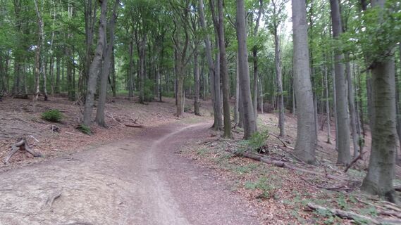 Wald Richtung Jägerwiese