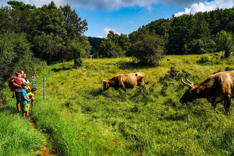 Auerochsen auf den Grubenfeldern Leonie