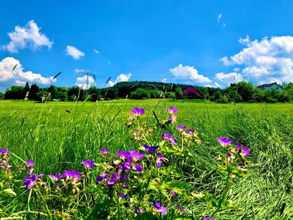 Blick zum Berg Scheibenberg vom Scheibenberger Sportplatz