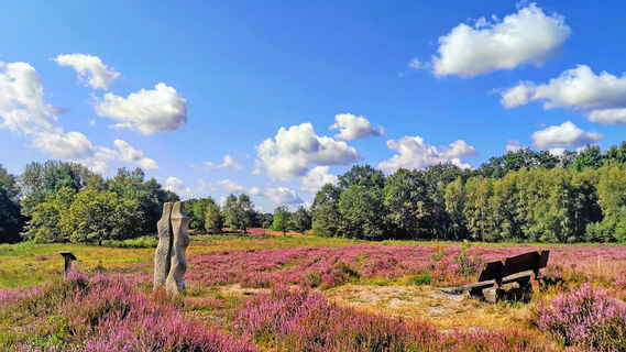 Die Vareler Heide mit Sandsteinskulptur zur Heideblüte