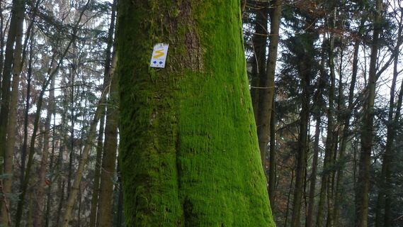 Goldsteig am Baum