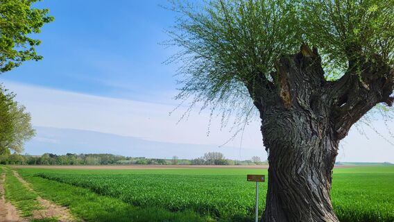 Naturdenkmal Kopfweide