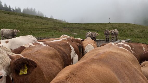 Fotografija s spletne strani Klaus Lehner na poti