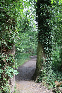 Pfad zwischen Bäumen