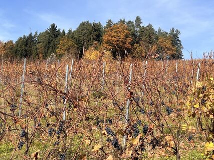 Foto de ecFAB40 a lo largo del recorrido